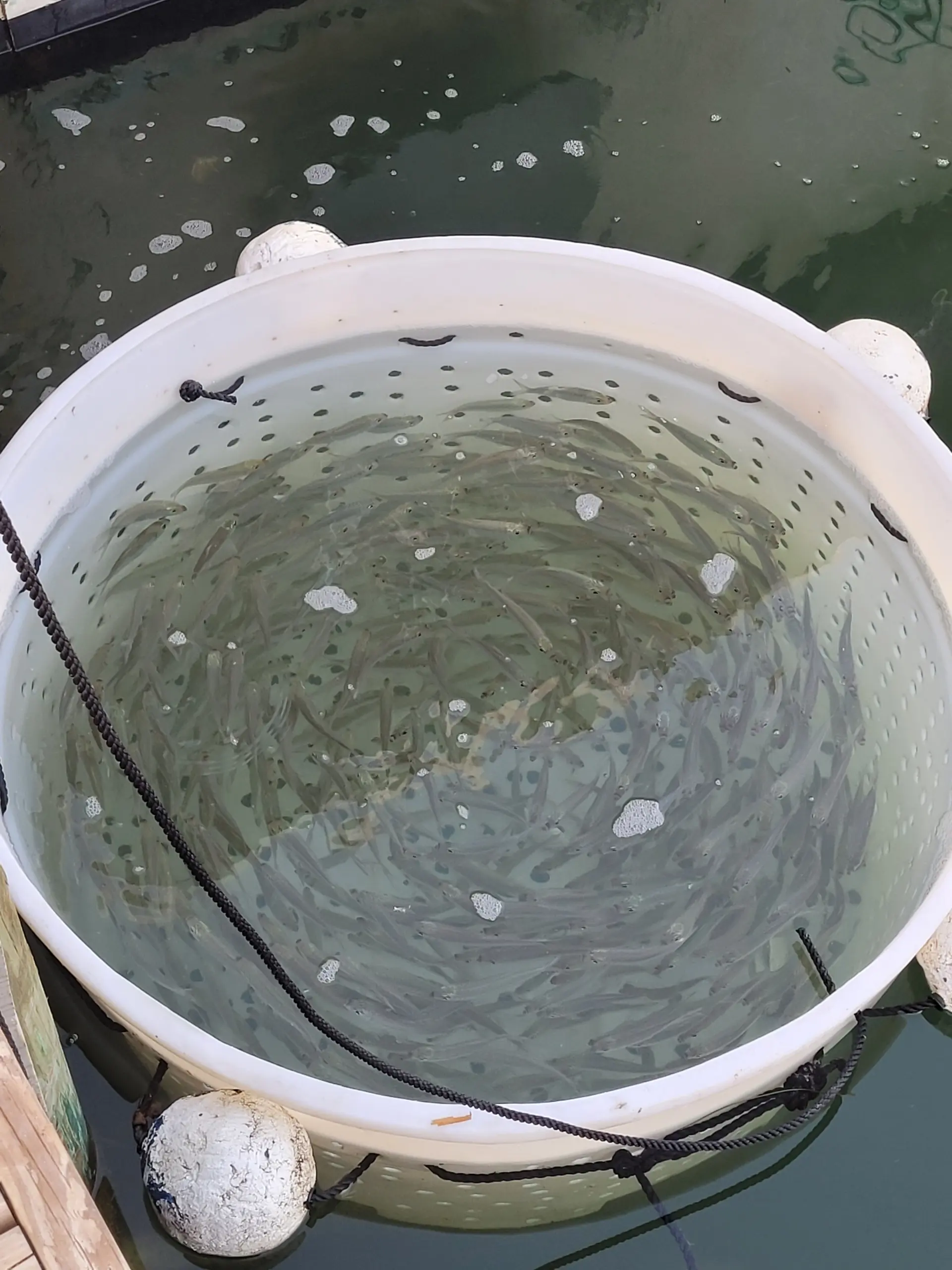 pilchard bait