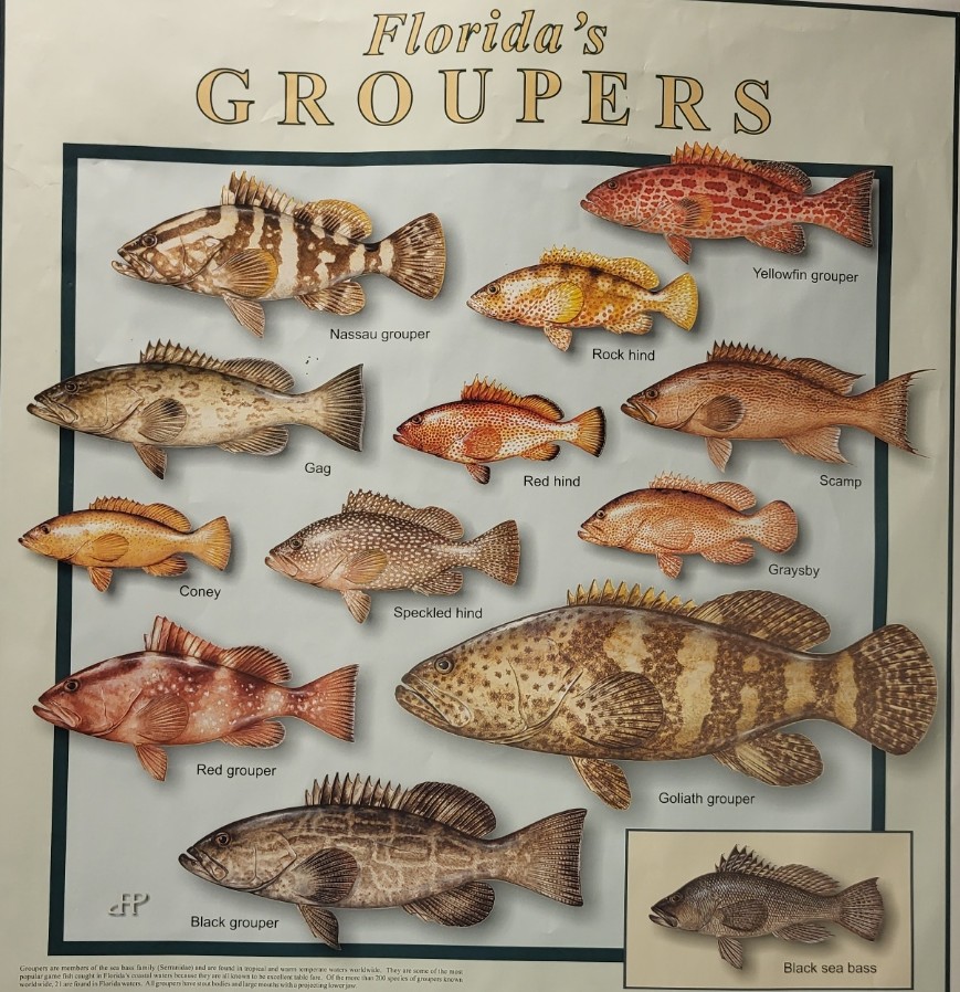 Snapper - Species Guide