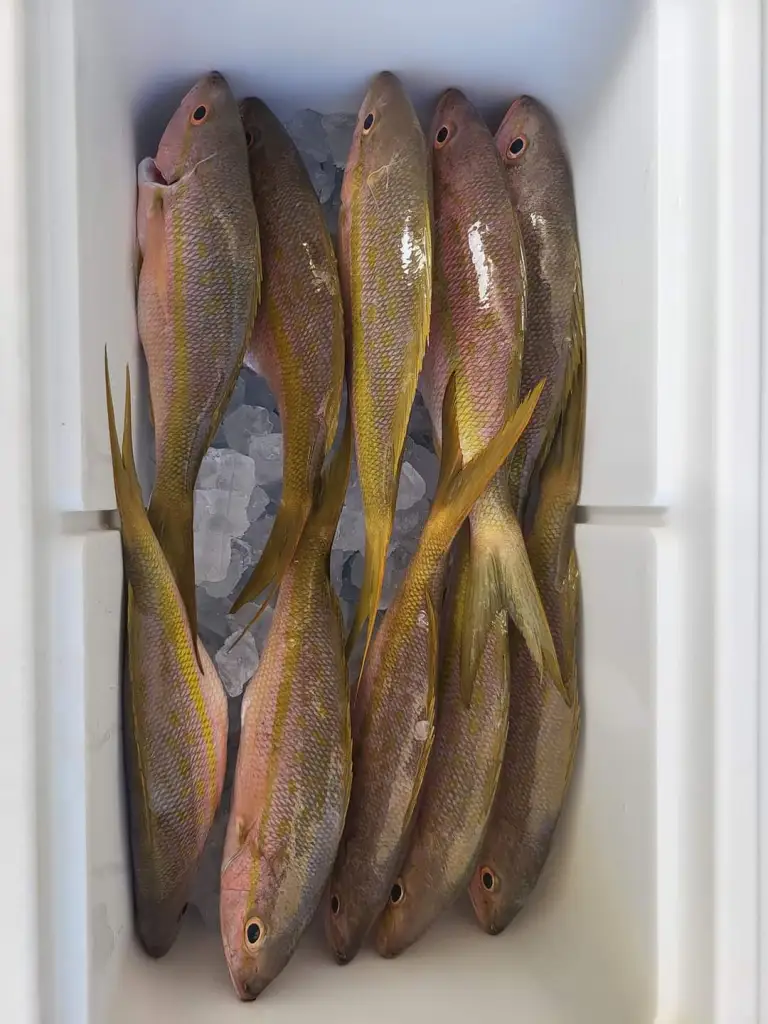 yellowtail in cooler