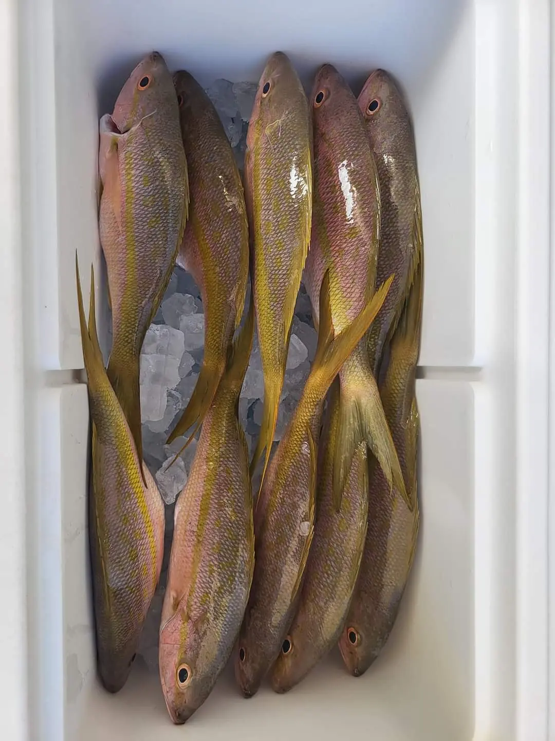 yellowtail snapper