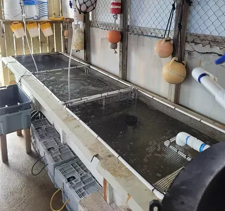 live shrimp tank
