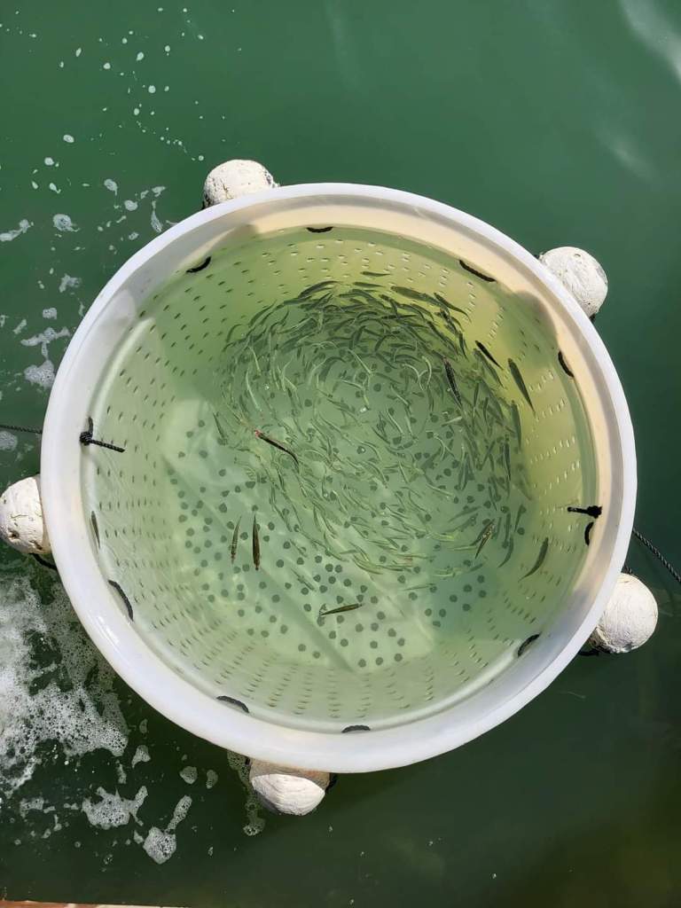 Buy Live Goggle Eyes Keys Maritime Specialty Bait and Seafood Market