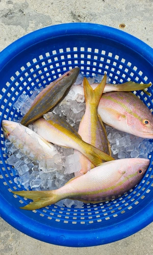 Yellowtail snapper